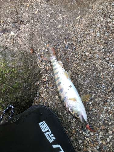 アマゴの釣果