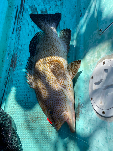 オオモンハタの釣果