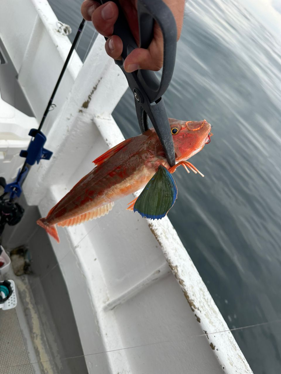 ☆沙乃○☆さんの釣果 2枚目の画像