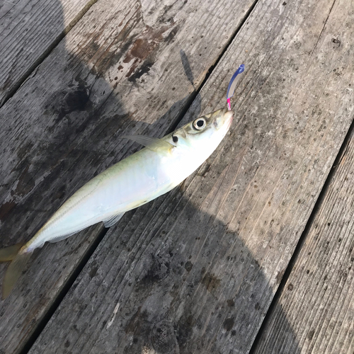 ハマチの釣果