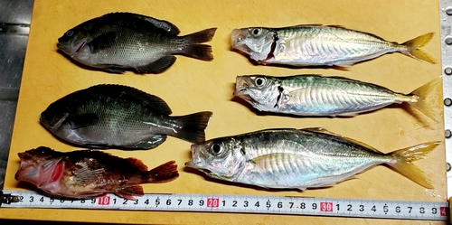 アジの釣果