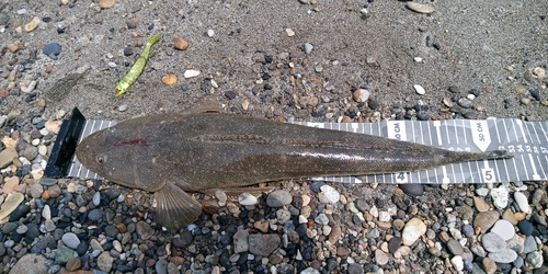 マゴチの釣果