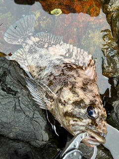 ムラソイの釣果