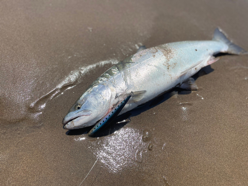 サクラマスの釣果