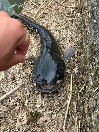 ニホンナマズの釣果