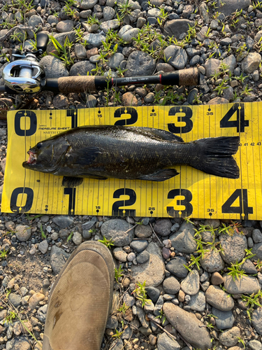 スモールマウスバスの釣果