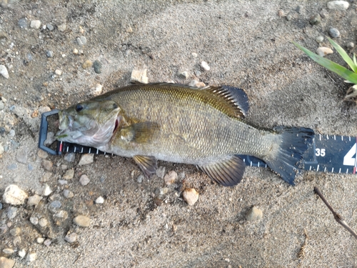 スモールマウスバスの釣果