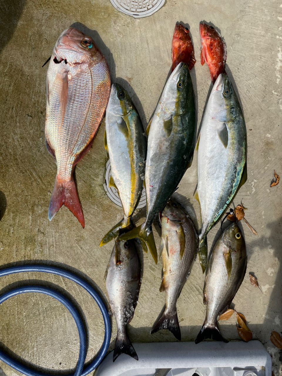 スズキスキスギさんの釣果 1枚目の画像