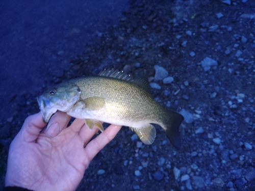 スモールマウスバスの釣果