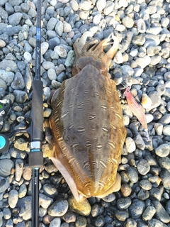 コウイカの釣果