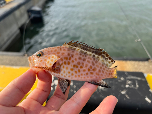 オオモンハタの釣果