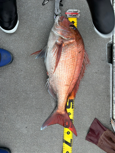 マダイの釣果