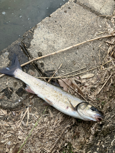 ウグイの釣果