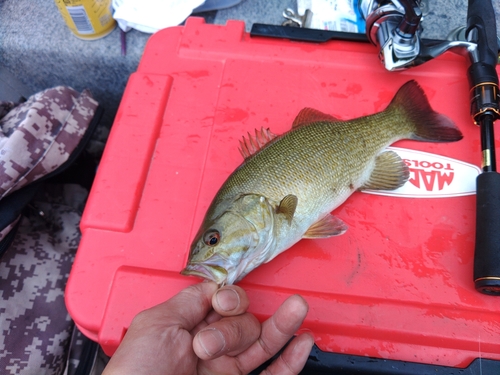 スモールマウスバスの釣果