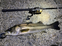 シーバスの釣果