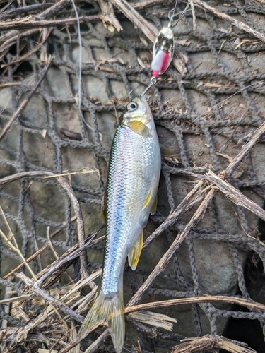 カワムツの釣果