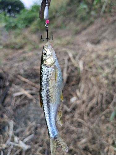 カワムツの釣果