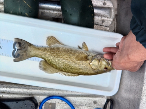 スモールマウスバスの釣果