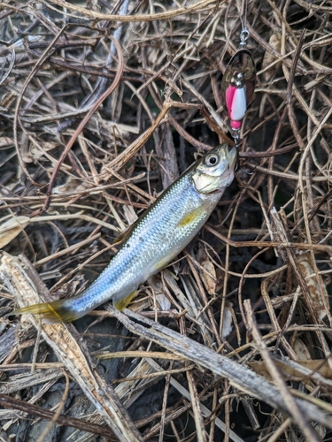 カワムツの釣果