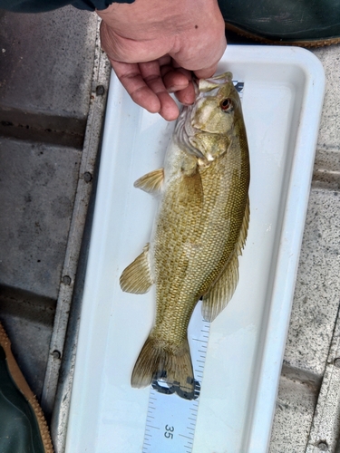 スモールマウスバスの釣果