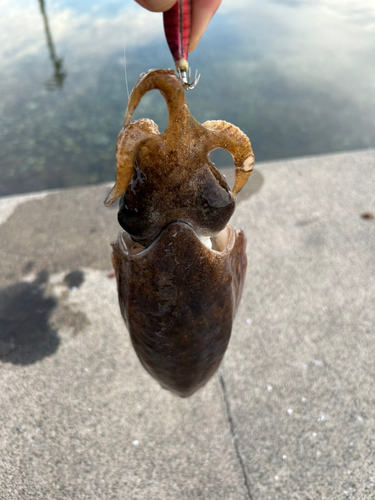 コウイカの釣果