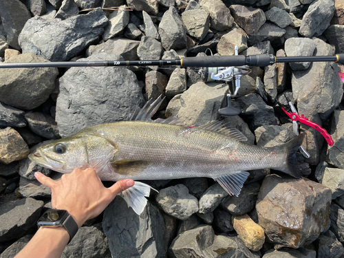 シーバスの釣果