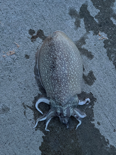 シリヤケイカの釣果