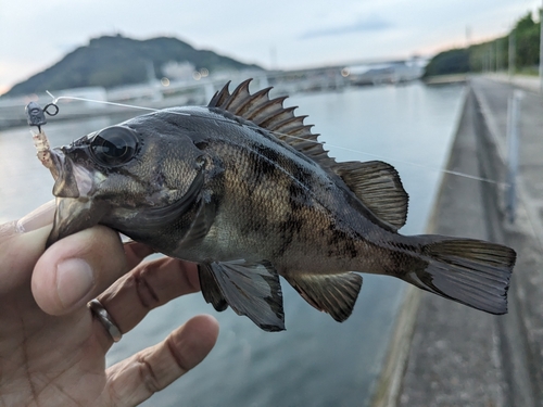 メバルの釣果