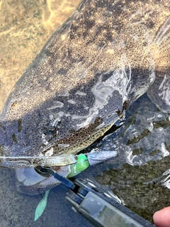 マゴチの釣果