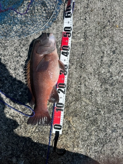 コブダイの釣果