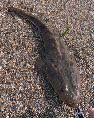 マゴチの釣果