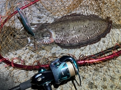 モンゴウイカの釣果