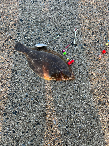 カレイの釣果