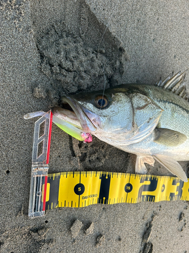 シーバスの釣果