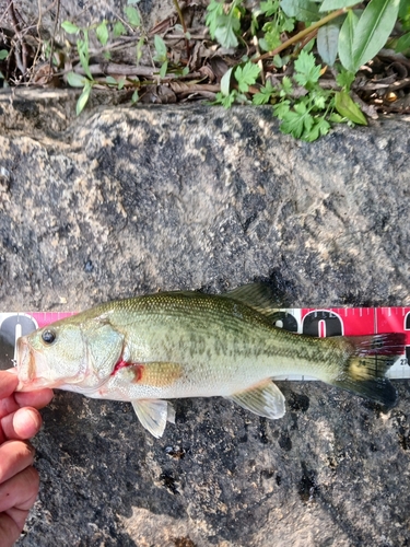 ラージマウスバスの釣果