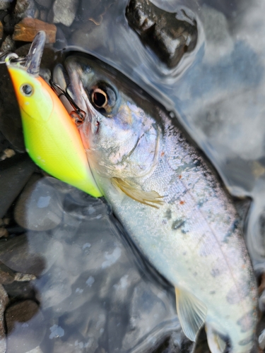 アマゴの釣果