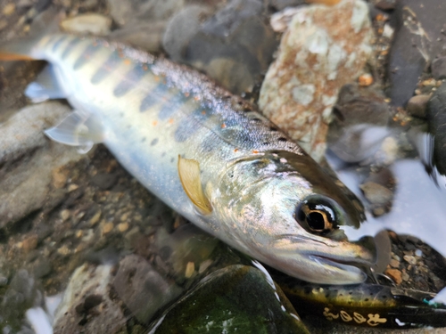 アマゴの釣果