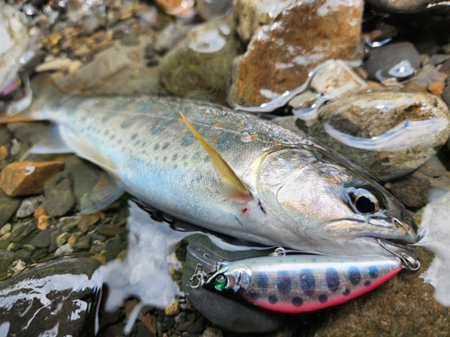 アマゴの釣果