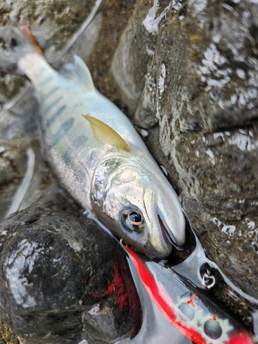 アマゴの釣果