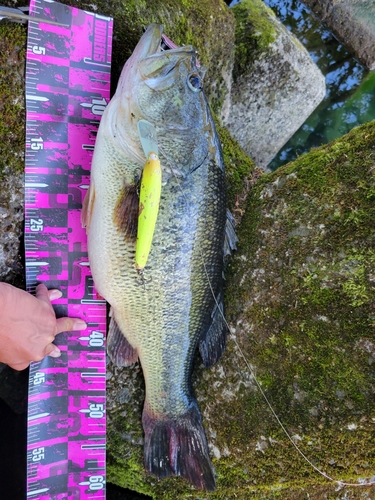 ブラックバスの釣果