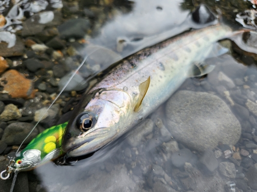 アマゴの釣果