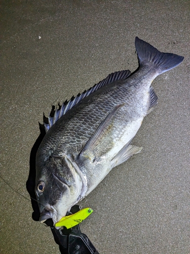 クロダイの釣果