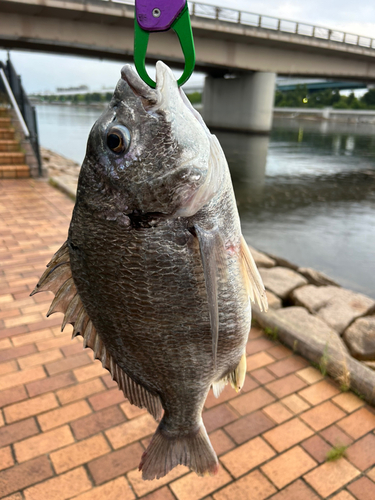 クロダイの釣果