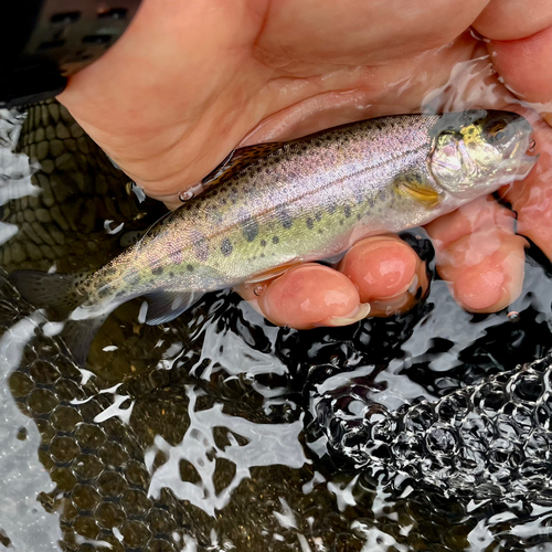 ニジマスの釣果