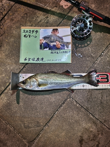 シーバスの釣果