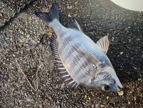 クロダイの釣果