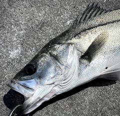 フッコ（マルスズキ）の釣果