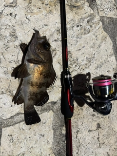 クロメバルの釣果