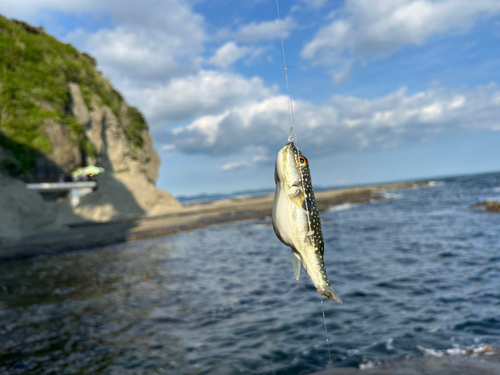 フグの釣果