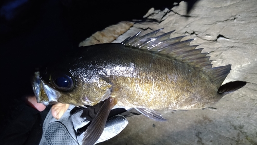 クロメバルの釣果